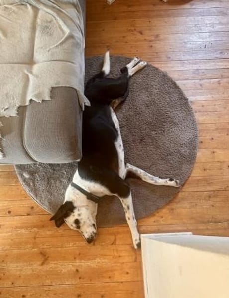 BREE -Traum von Hund-