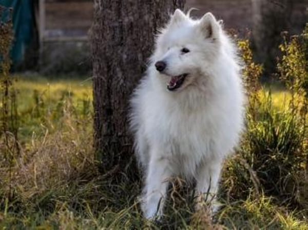 Über Balou  altes Spiel  neues Glück