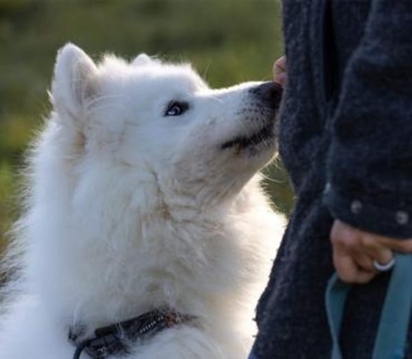 Über Balou  altes Spiel  neues Glück