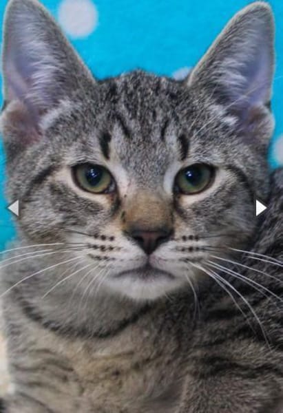 Abel, anfangs noch schüchtern