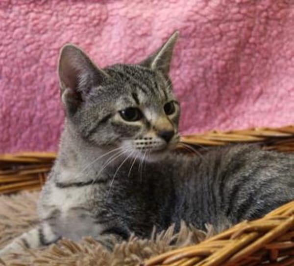 Abel, anfangs noch schüchtern