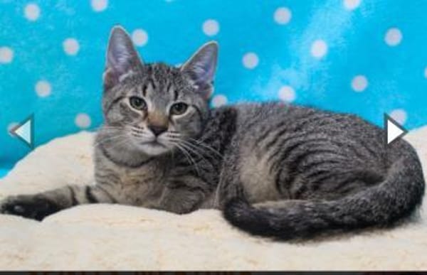 Abel, anfangs noch schüchtern