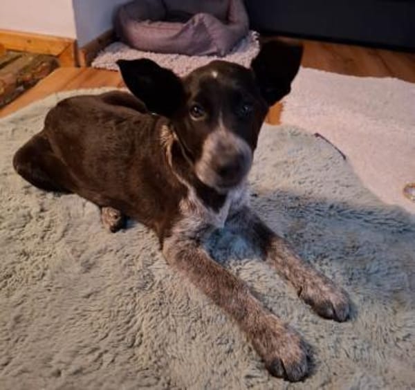 Kinga sucht ihre Familie