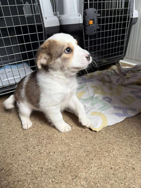 Baby ❤ 🐾  KALEA auf der Suche...