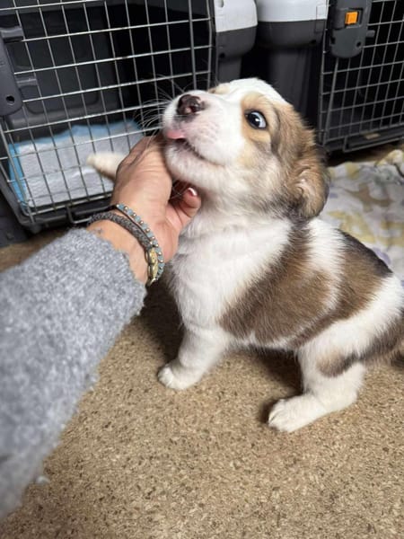 Baby ❤ 🐾  KALEA auf der Suche...