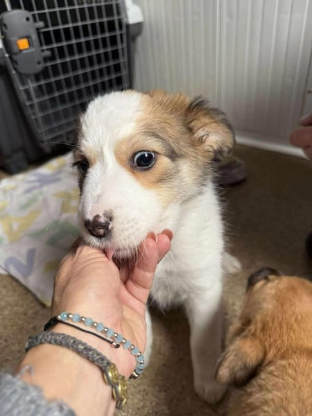 Baby ❤ 🐾  KALEA auf der Suche...