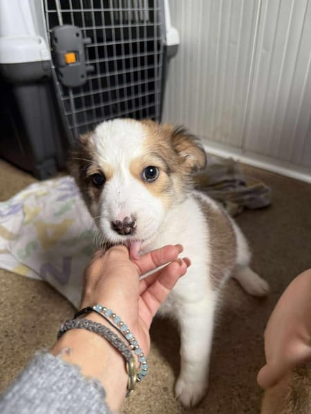 Baby ❤ 🐾  KALEA auf der Suche...