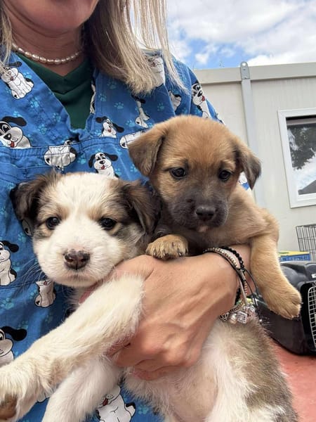 Baby ❤ 🐾  KALEA auf der Suche...