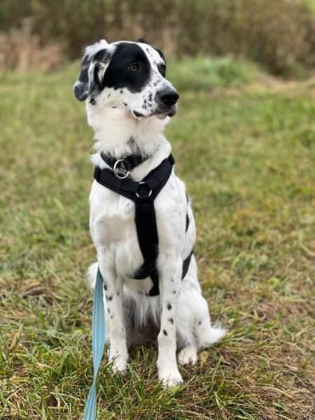 Zuhause gesucht: POLDA (w) in 83083