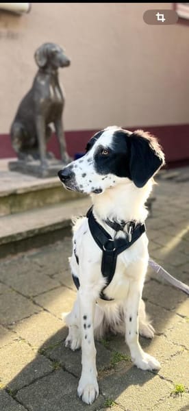 Zuhause gesucht: POLDA (w) in 83083