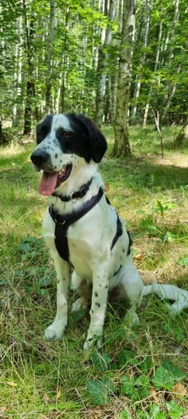 Zuhause gesucht: POLDA (w) in 83083