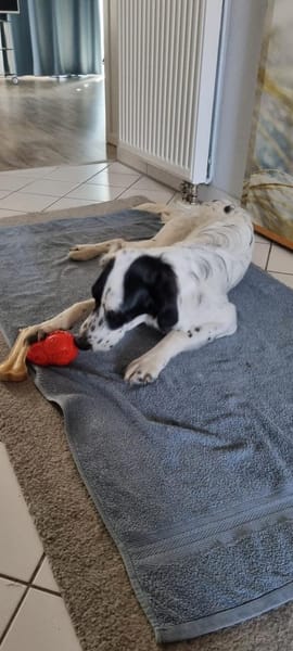 Zuhause gesucht: POLDA (w) in 83083