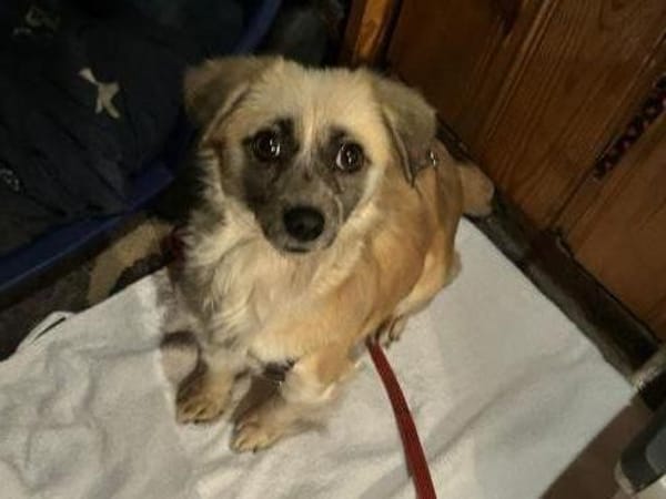 Leyla auf der Suche nach dem Glück