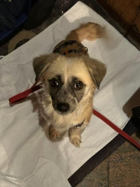 Leyla auf der Suche nach dem Glück