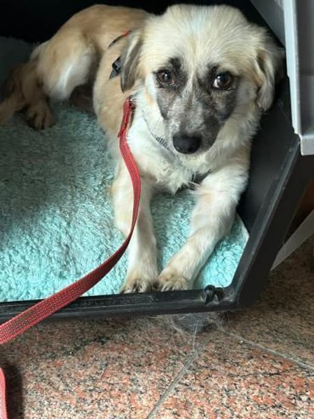 Leyla auf der Suche nach dem Glück