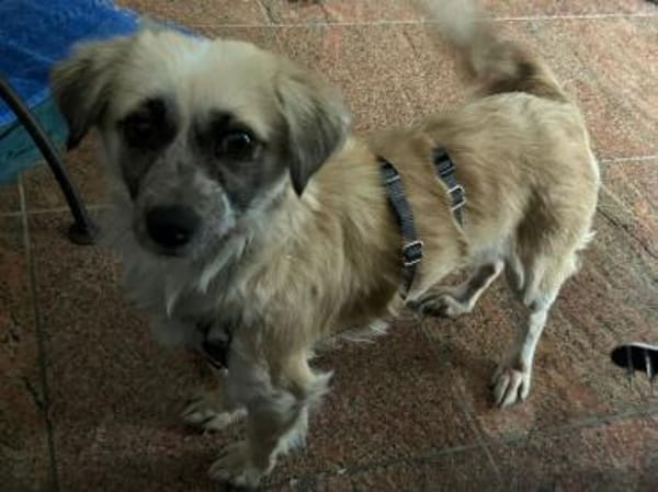 Leyla auf der Suche nach dem Glück