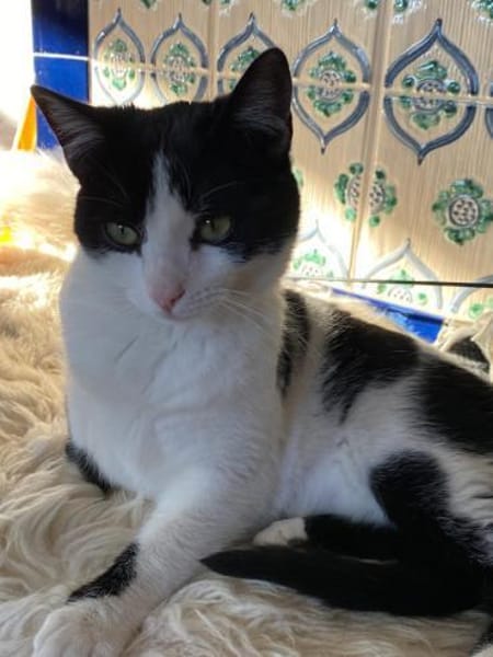 Sissi sucht Ihr Glück 🐾🐾