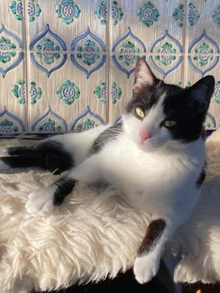 Sissi sucht Ihr Glück 🐾🐾