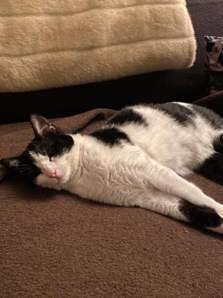 Sissi sucht Ihr Glück 🐾🐾