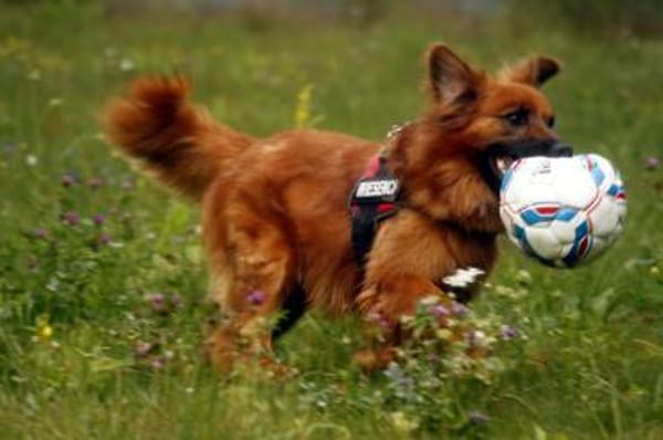 Knut, nur für Hundeprofis