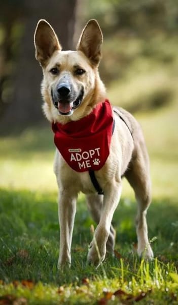 Zuhause gesucht: FURBO (m) in 14471