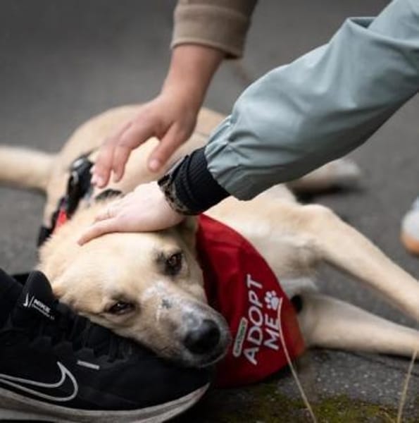 Zuhause gesucht: FURBO (m) in 14471