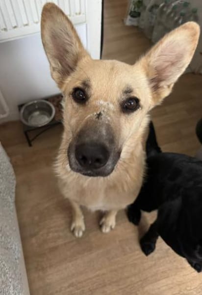 Zuhause gesucht: FURBO (m) in 14471