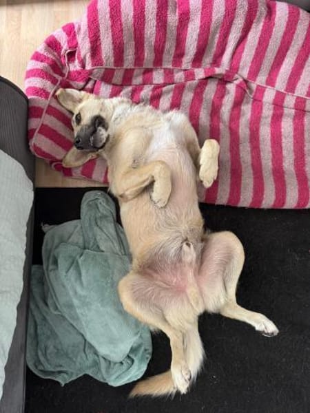 Zuhause gesucht: FURBO (m) in 14471