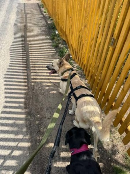 Zuhause gesucht: FURBO (m) in 14471