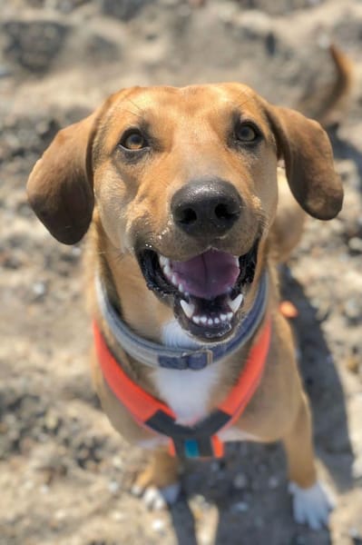 FreddiEin richtig toller Hundekumpel💛