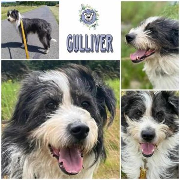 GULLIVER - aktiv & neugierig-