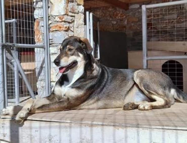 Caesar - Sanfter und verschmuster Riese