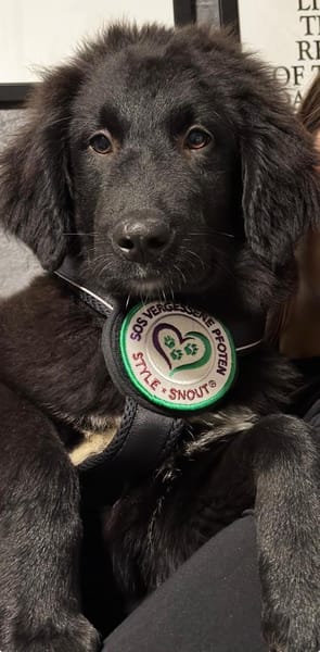 Lassie sucht ihre Menschen?