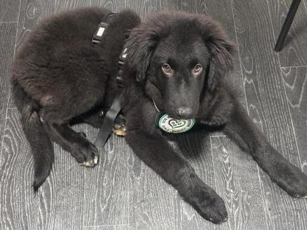 Lassie sucht ihre Menschen?