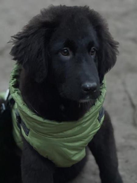 Lassie sucht ihre Menschen?