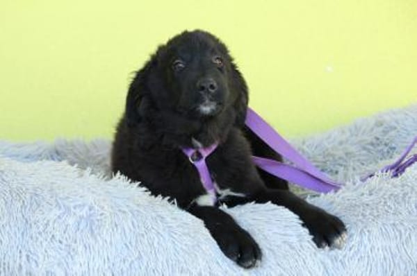 Lassie sucht ihre Menschen?