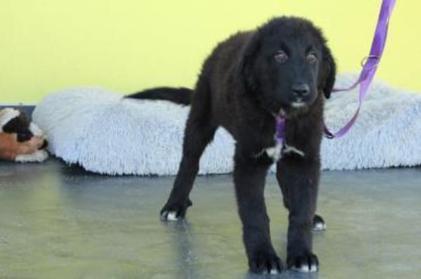 Lassie sucht ihre Menschen?