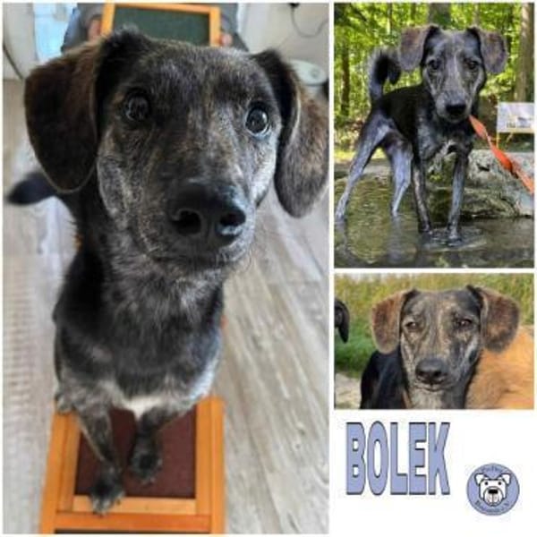 BOLEK -lernfreudig & offen-