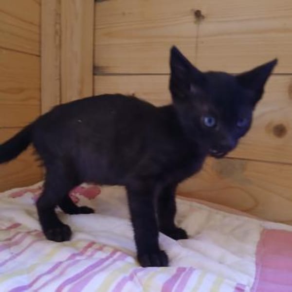 Lebensfrohes Katzenmädchen sucht Zuhause