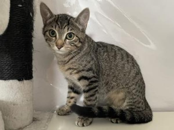 unsere Ts - Toni(w) Theo und Tilda(w)