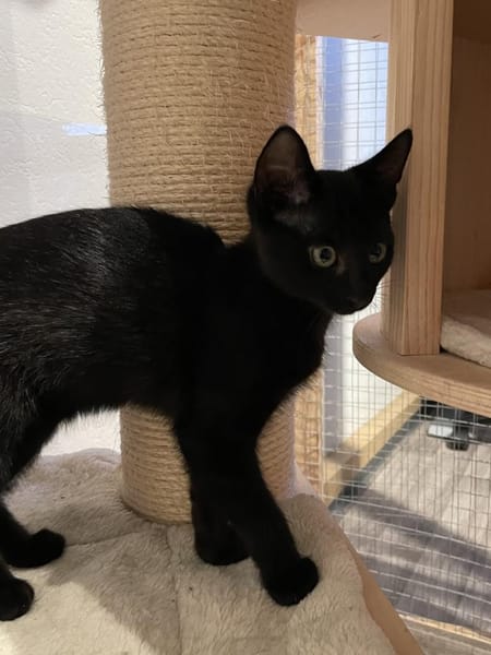 unsere Ts - Toni(w) Theo und Tilda(w)