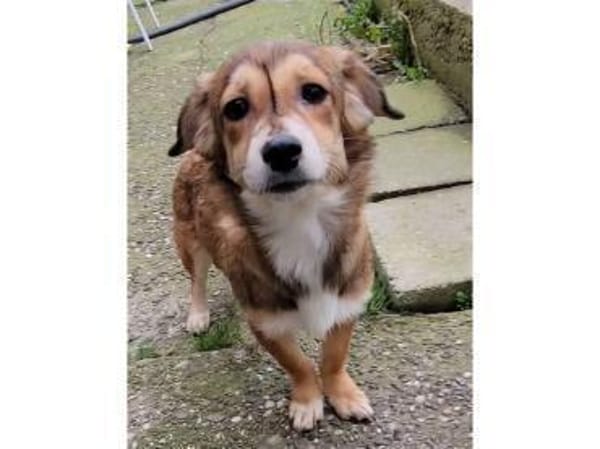 Pea - wartet in 76437 Rastatt