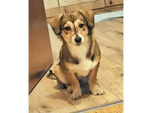 Pea - wartet in 76437 Rastatt