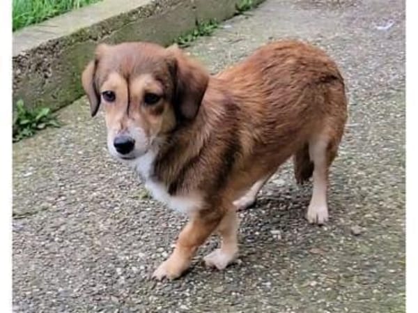 Pea - wartet in 76437 Rastatt