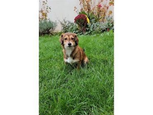 Pea - wartet in 76437 Rastatt