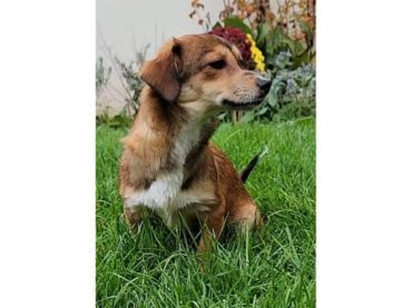 Pea - wartet in 76437 Rastatt