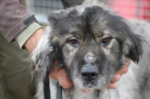 Bo - verschmust u. zutraulich