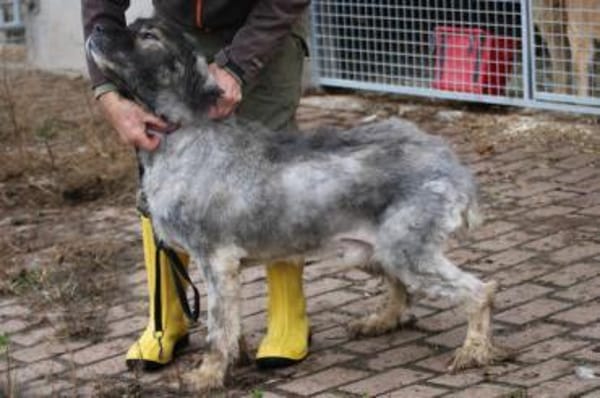 Bo - verschmust u. zutraulich