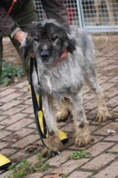 Bo - verschmust u. zutraulich