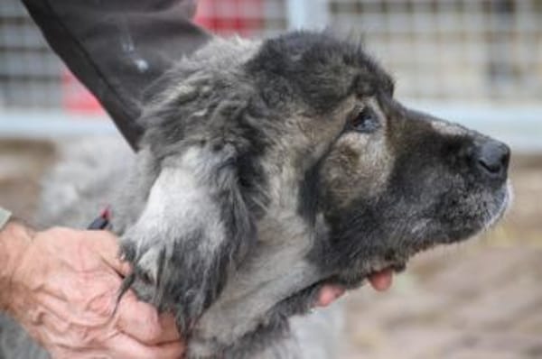 Bo - verschmust u. zutraulich